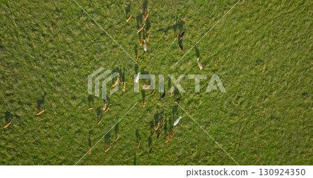 Many deer are grazing peacefully in large green field on a sunny day, casting long shadows visible from an aerial drone view. Wild nature background, wildlife discovery. Drone flight 130924350