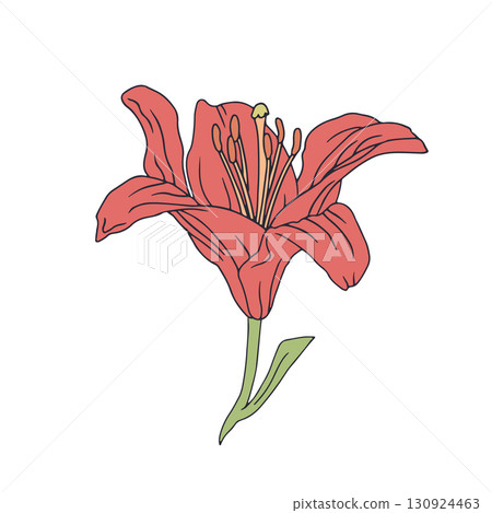 Hand drawn line art red lily bloom. Birth month May flower 130924463