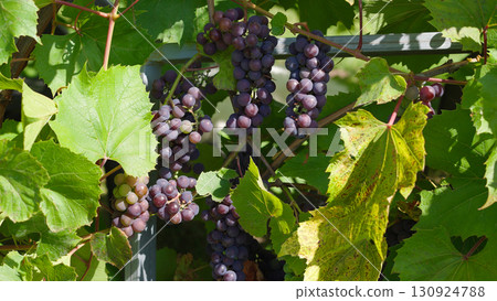 Ripe grapes ready for harvest. Close-up of wine grapes hanging on the vine in a vineyard, symbolizing autumn season, organic farming. Background wallpaper.  130924788