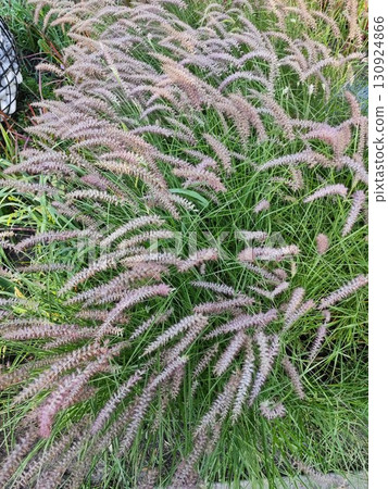 Miscanthus flower plant in garden 130924866