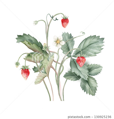 Composition with Wild Strawberry branches and white flower . Hand drawn watercolor illustration of Woodland strawberry plant green leaves and red wild berries on isolated background. 130925236