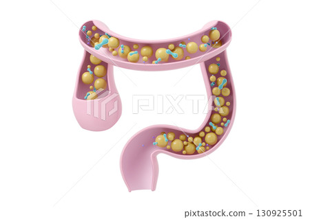 透過腸道活動維持健康的腸道環境。健康腸道的 3D 插圖。 130925501