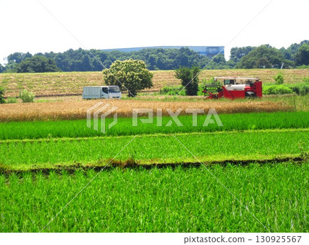 Wheat harvest and rice fields (Joso City, Ibaraki Prefecture) 130925567