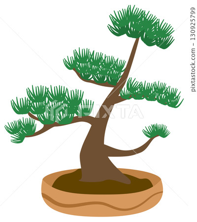 Bonsai Pine in plant pot Bonsai Pine in plant pot 130925799