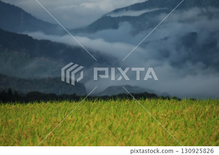 清晨的稻田與山間的雲海 清晨的稻田與山間的雲海 130925826