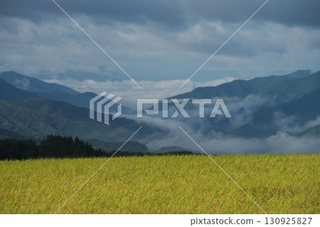 清晨的稻田與山間的雲海 清晨的稻田與山間的雲海 130925827