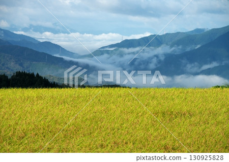 清晨的稻田與山間的雲海 清晨的稻田與山間的雲海 130925828