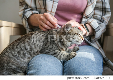 Woman applies flea and tick repellent to neck of tabby cat lying peacefully in her owner's lap, expressing calm and trust during the grooming process Woman applies flea and tick repellent to neck of tabby cat lying peacefully in her owner's lap, expressing calm and trust during the grooming process 130925905