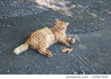 Tea turtle cat 130925943