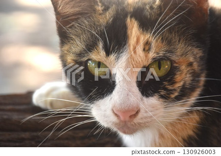 close up of colorful cat face portrait in garden 130926003