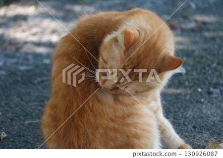 Tea turtle cat 130926087