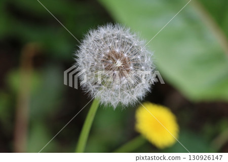 Dandelion's fluff Dandelion's fluff 130926147