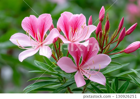 Pink bauhinia variegata flowers blooming on a green background 130926251
