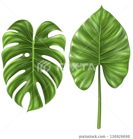 A Two vibrant green tropical leaves, one with split design and other with smooth surface, are displayed side by side. leaves showcase natural beauty and lush textures 130926698
