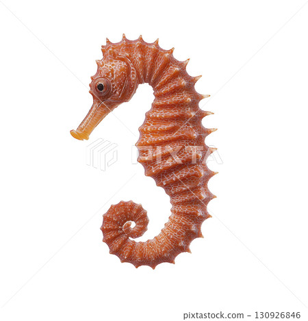 vibrant orange seahorse with intricate textures and curled tail is isolated on transparency background, showcasing its unique shape and delicate features vibrant orange seahorse with intricate textures and curled tail is isolated on transparency background, showcasing its unique shape and delicate features 130926846