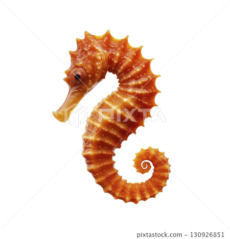vibrant orange seahorse with intricate textures and patterns is depicted against transparency background, showcasing its unique curled tail and spiky body vibrant orange seahorse with intricate textures and patterns is depicted against transparency background, showcasing its unique curled tail and spiky body 130926851