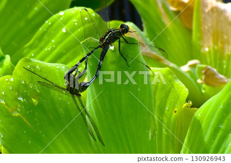 Connected Dragonflies Connected Dragonflies 130926943