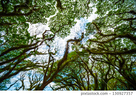 Amazing Bottom view of Giant trees with Huge trunks and Branches at De Djawatan, Benculuk, Banyuwangi,East Java, Indonesia 130927357