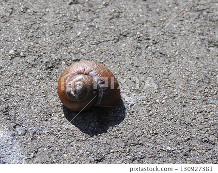 在瀝青的蝸牛 130927381