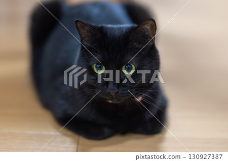 黑貓 130927387