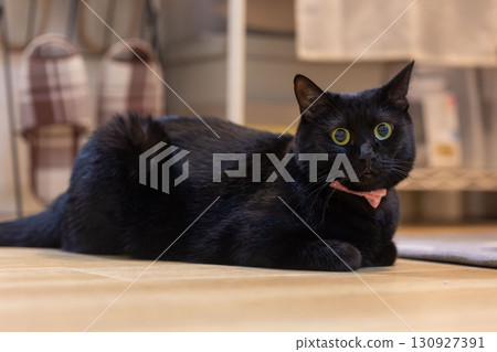 Black cat  130927391