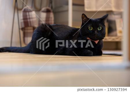 Black cat Black cat 130927394