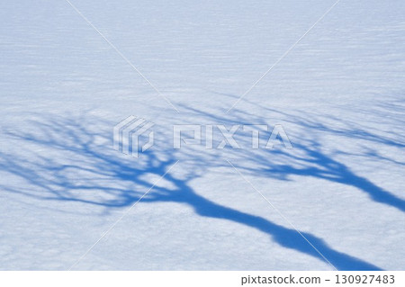 Silhouette of Manganji Temple's hasagi tree (Niigata Prefecture) 130927483