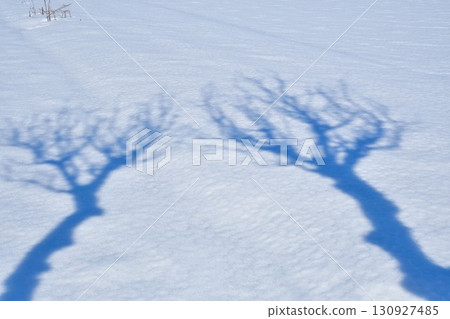 Silhouette of Manganji Temple's hasagi tree (Niigata Prefecture) 130927485