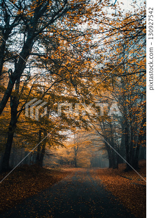 Sunlight Trying To Pass Through The Fog In The Forest 130927542