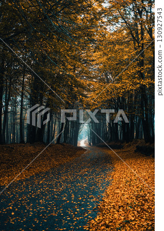 Road That Cuts Through The Woodlands Full Of Leaves Road That Cuts Through The Woodlands Full Of Leaves 130927543