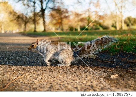 Happy Squirrel On A Path In The Park During Fall 130927573