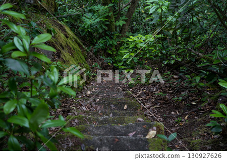 Stone steps down in an old dense forest 130927626