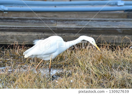 heron image 130927639