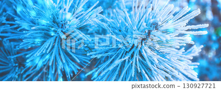 Pine branches covered with rime. Natural winter background in blue color. Winter nature. Snowy forest. Christmas background. Horizontal banner Pine branches covered with rime. Natural winter background in blue color. Winter nature. Snowy forest. Christmas background. Horizontal banner 130927721