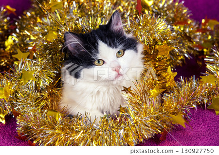 Funny little kitten wrapped in Christmas glitter garland lies on a soft purple blanket. Christmas concept 130927750