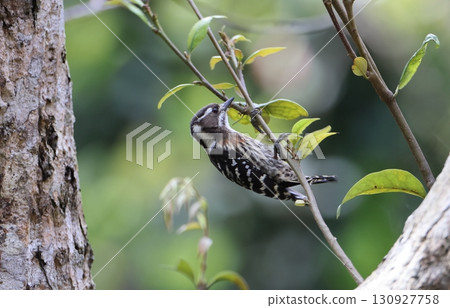 Amami Pygmy Woodpecker searching for food on the tip of a branch Amami Pygmy Woodpecker searching for food on the tip of a branch 130927758