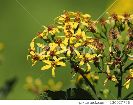 Yellow flower flowers 130927766