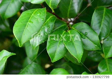 Leaves with water droplets - Image of fresh greenery (Ecology: Air is clean, SDGs, oxygen) Leaves with water droplets - Image of fresh greenery (Ecology: Air is clean, SDGs, oxygen) 130927799