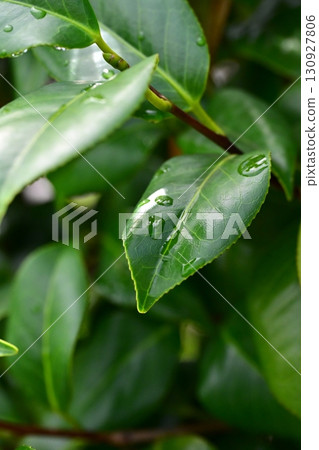 Leaves with water droplets - Image of fresh greenery (Ecology: Air is clean, SDGs, oxygen) Leaves with water droplets - Image of fresh greenery (Ecology: Air is clean, SDGs, oxygen) 130927806