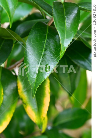 Leaves with water droplets - Image of fresh greenery (Ecology: Air is clean, SDGs, oxygen) 130927810