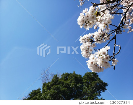 Cherry blossoms and blue sky Cherry blossoms and blue sky 130927824