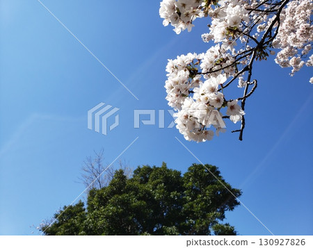  櫻花和藍天 130927826