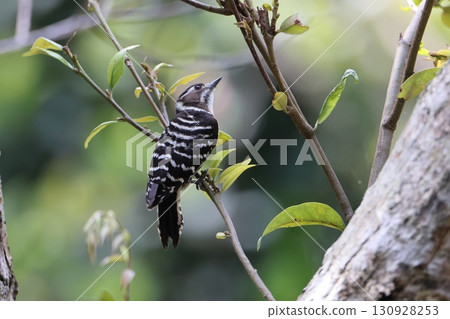Amami Pygmy Woodpecker searching for food on the tip of a branch 130928253