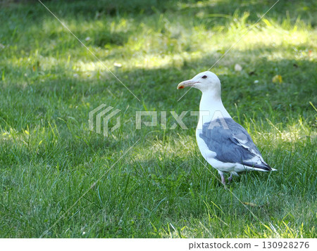A slaty-backed gull standing on the grass A slaty-backed gull standing on the grass 130928276