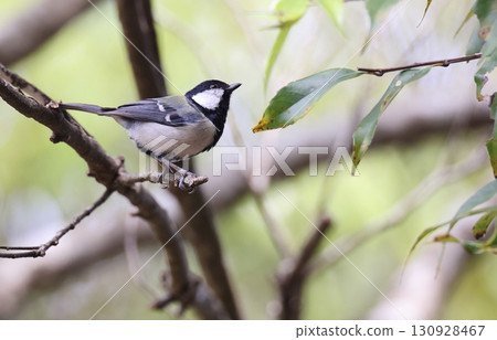 Amami tit perched on a tree 130928467