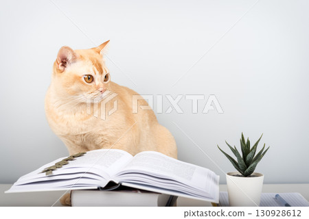 Burmese cat reading book at table - smart pet with books against blue wall with copy space 130928612
