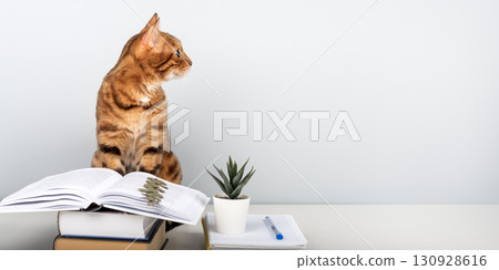 Bengal cat reading a book at the table - smart pet with books against a blue wall with space for text Bengal cat reading a book at the table - smart pet with books against a blue wall with space for text 130928616