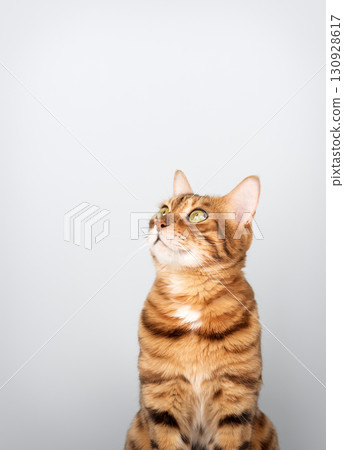 Bengal cat on isolated background with space for text Bengal cat on isolated background with space for text 130928617