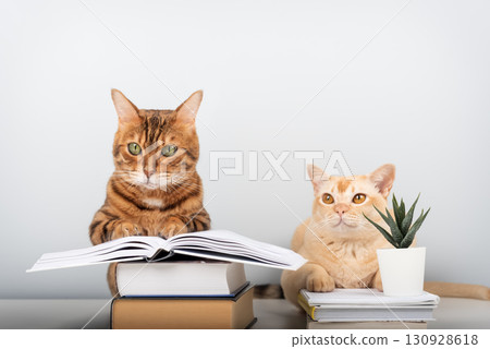 Two cats are sitting near a stack of books. Two cats are sitting near a stack of books. 130928618