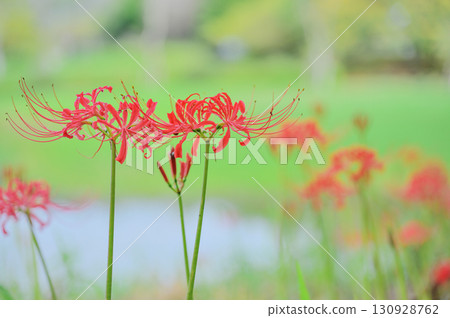 群集孤挺花盛開在公園裡 群集孤挺花盛開在公園裡 130928762